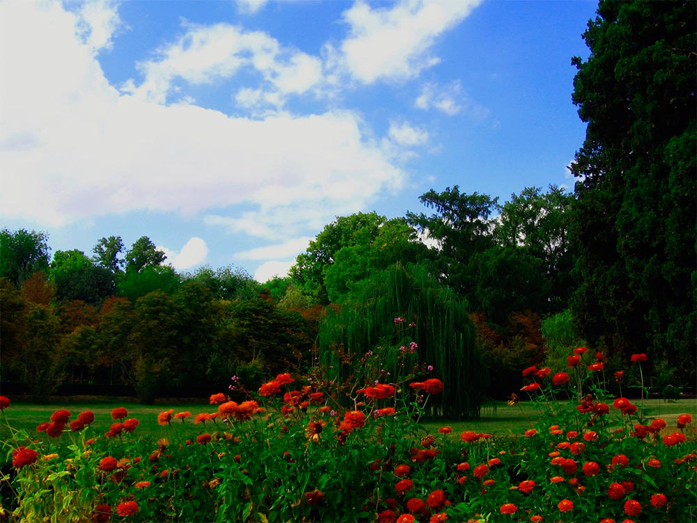Belleza floral en el Jardín del Príncipe