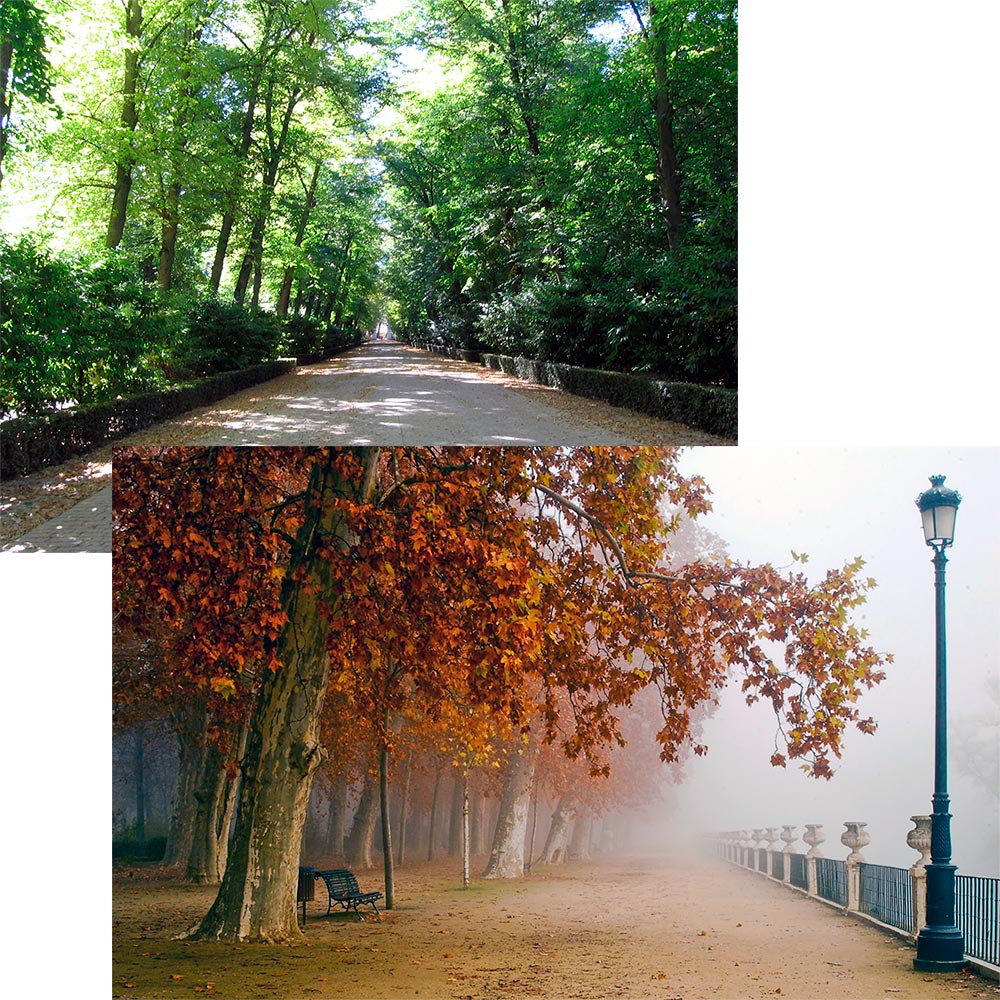 Paseos arbolados ideales en cualquier estación del año