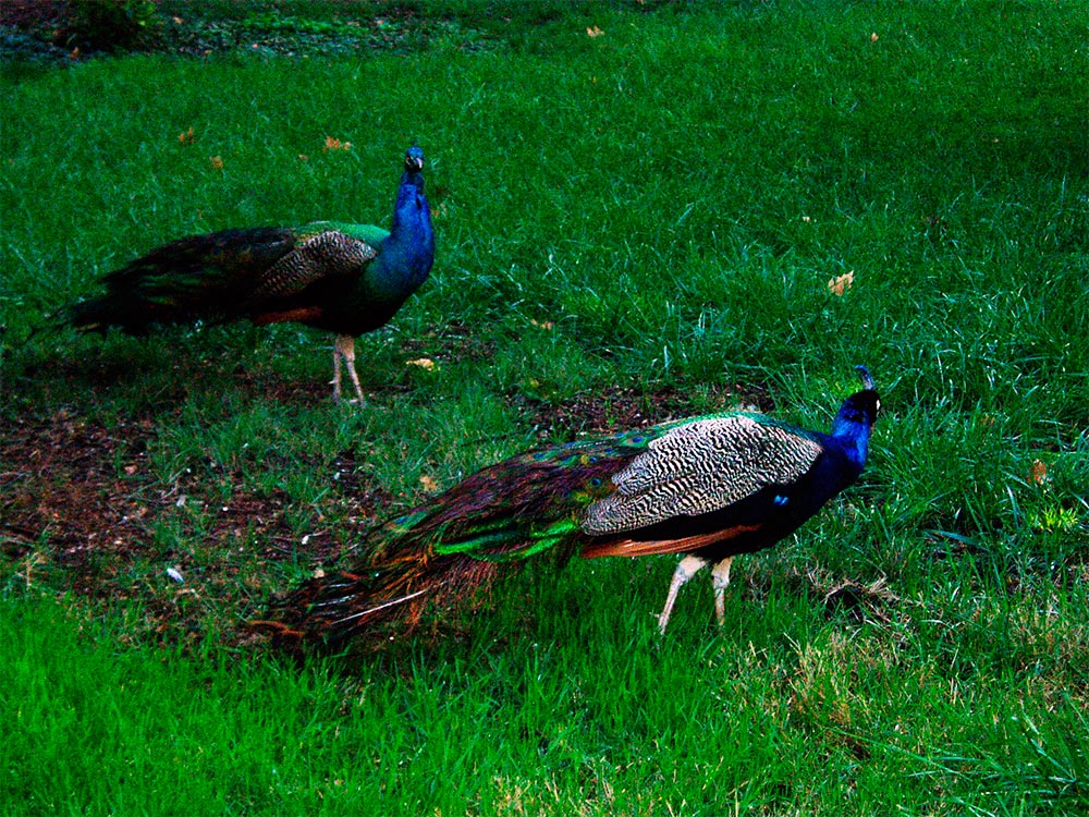 Pavos reales en el Jardín del Príncipe